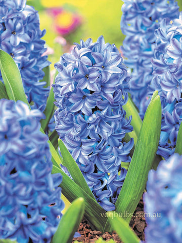 Aqua - Hyacinth
