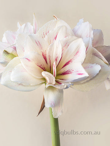 Aquaro - Hippeastrum