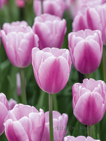 Argos - Tulip