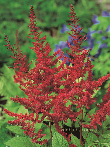 Astilbe 'Mr Sexton'