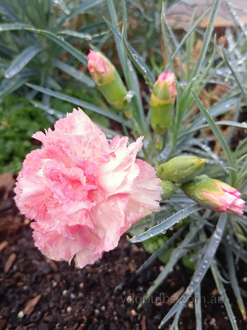 Autumn Glory - Carnation