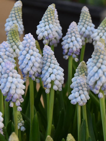 Baby's Breath - Muscari