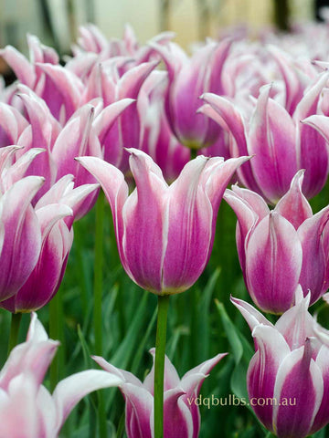 Ballade - Tulip