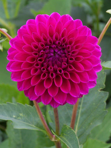 Barbarry Bonafide - Dahlia