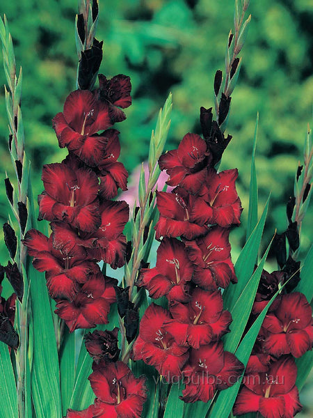 Barcelona - Gladioli