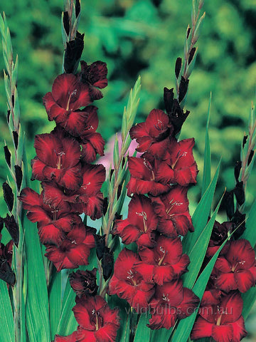 Barcelona - Gladioli