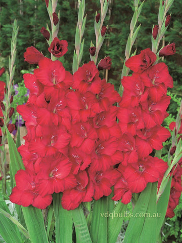Barcelona - Gladioli