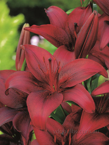 Batavus - LA Hybrid Lilium