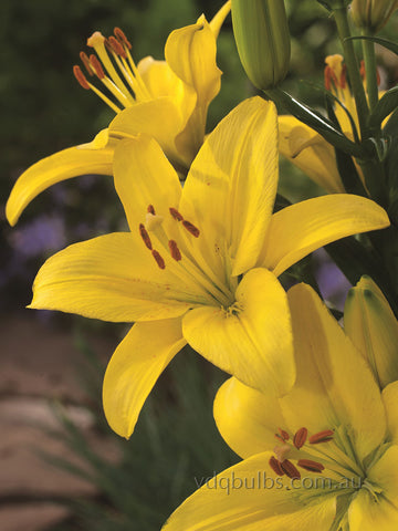Beau Soleil - LA Hybrid Lilium
