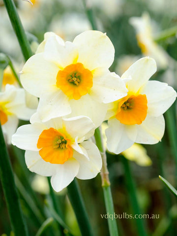 Beautiful Eyes - Daffodil