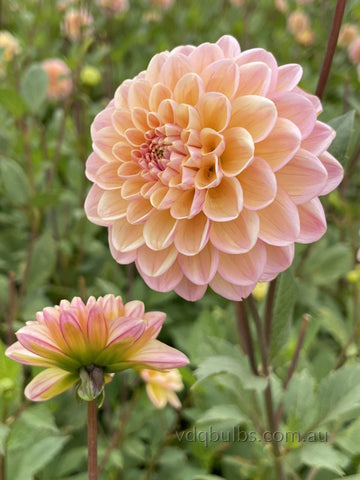 Beehive - Dahlia