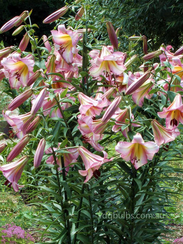 white planet lily White Planet - Lilium
