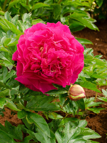 Belle Toulousaine - Itoh Peony