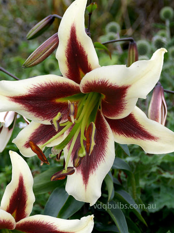 tiger lily red velvet Red Velvet - Tiger Lilium