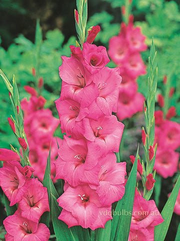 Big Business - Gladioli