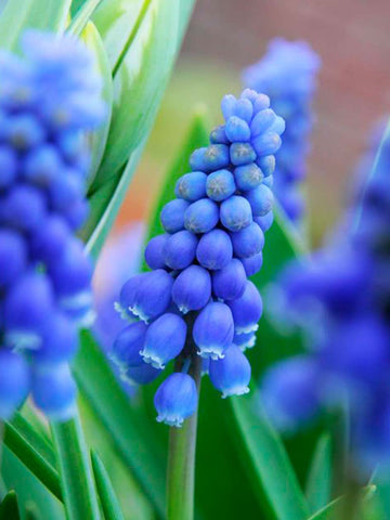 Big Smile -Muscari