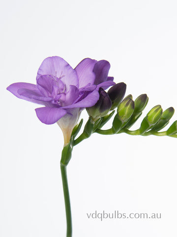 Biscaya - Double Freesia
