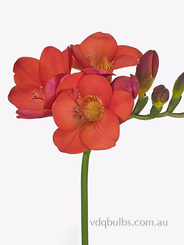 Bisou - Single Freesia