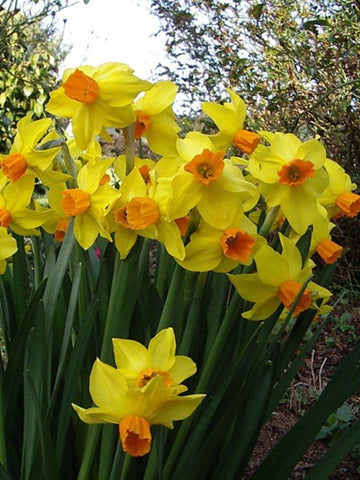 Bittern - Miniature Daffodil