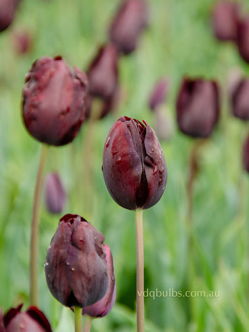 Black Diamond - Tulip