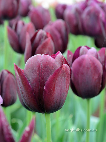 Black Jack - Tulip