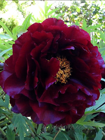 Black Panther - Tree Peony