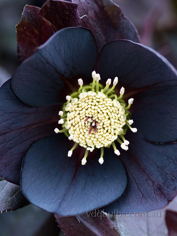 Black Single - Hellebore