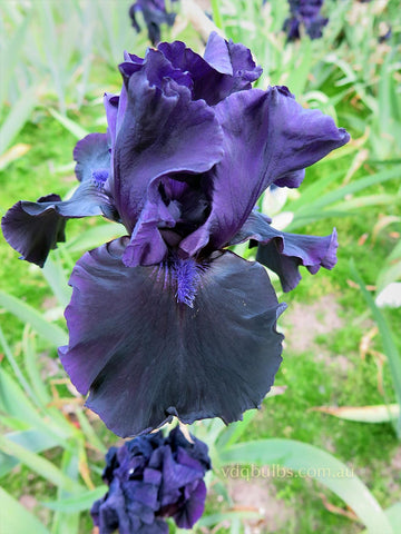 Black Tie Affair - Bearded Iris