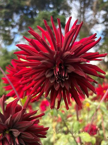 Black Wonder - Dahlia