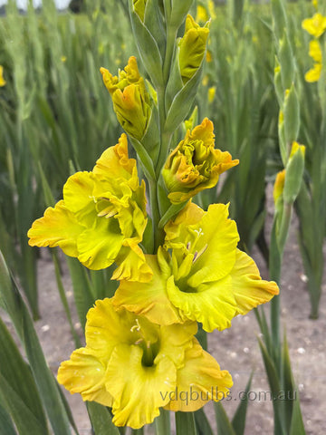 Blitz - Gladioli