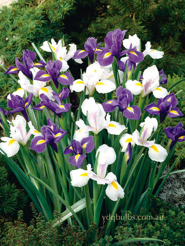 Blue and White Blend - Dutch Iris