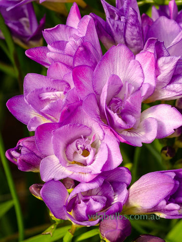 Blue Double Freesias