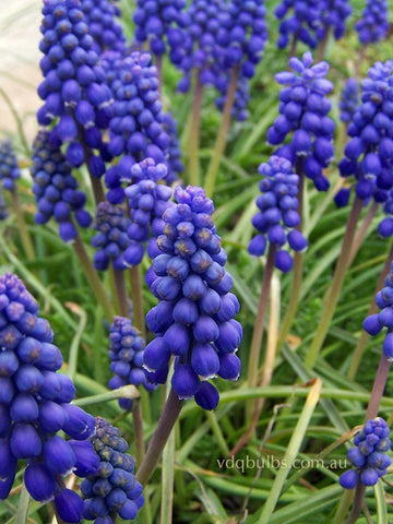 Blue Grape Hyacinths