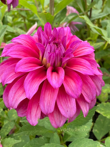 Blue Hills Gold - Dahlia