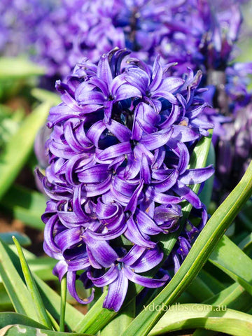 Blue Pearl - Hyacinth