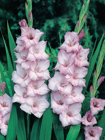 Blue Tropic - Gladioli