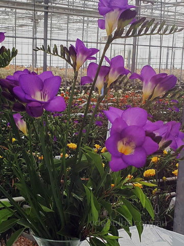 Blue Velvet - Single Freesia