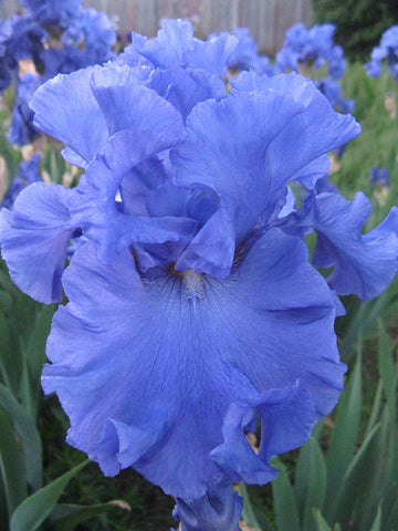 Blue View - Bearded Iris