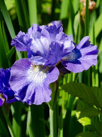 Blueberry Fair - Siberian Iris