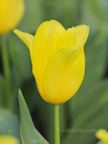 Bolroy Honey - Tulip