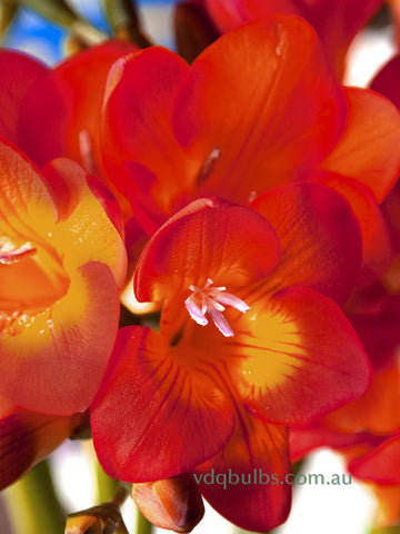 Red Single Freesias