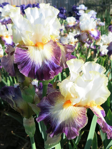 Boulevard Jazz - Bearded Iris