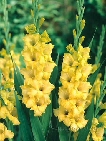 Bra Val - Gladioli