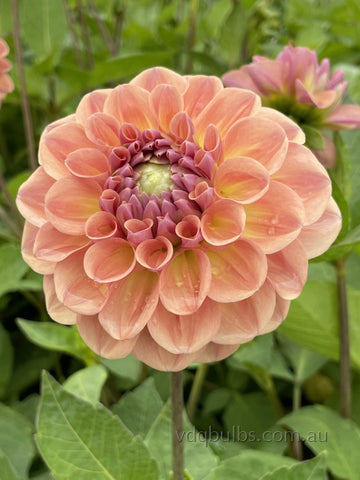 Breannon - Dahlia