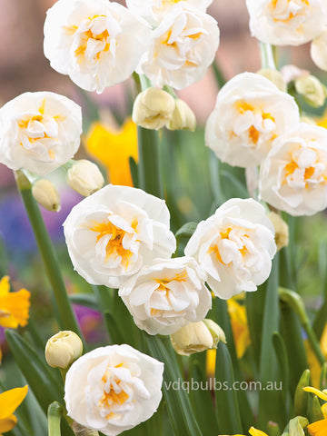 Bridal Crown - Daffodil