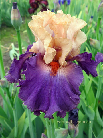 Broken Heart - Bearded Iris