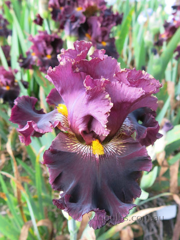 Buccaneers Prize - Bearded Iris