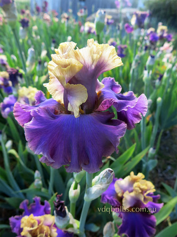 Cafe de Amour - Bearded Iris