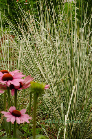 Calamagrostis 'Overdam'