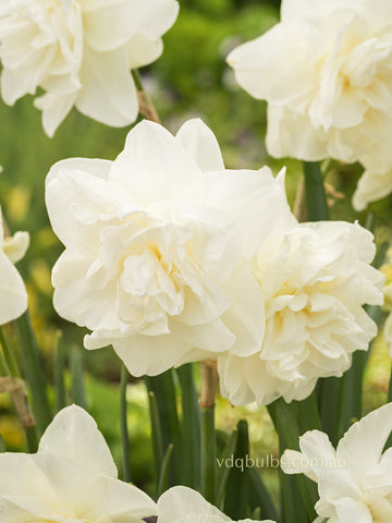 Calgary - Daffodil